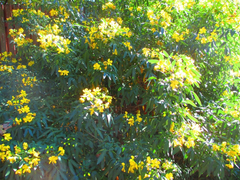 Flowering Senna Buttercup Bush Yellow Flowering Bush 60 Seeds Etsy