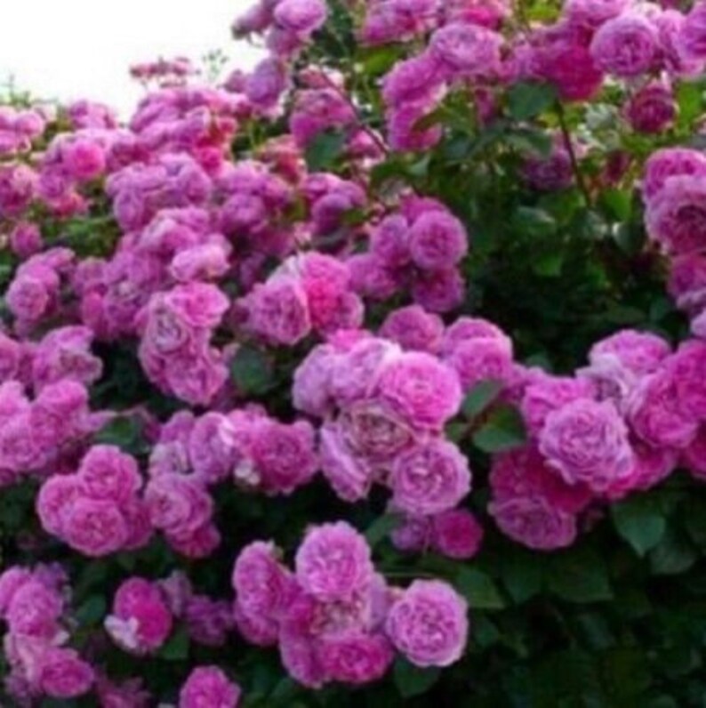 10 Climbing Purple Rose Bush Perennial Shrub Flower Seeds Etsy