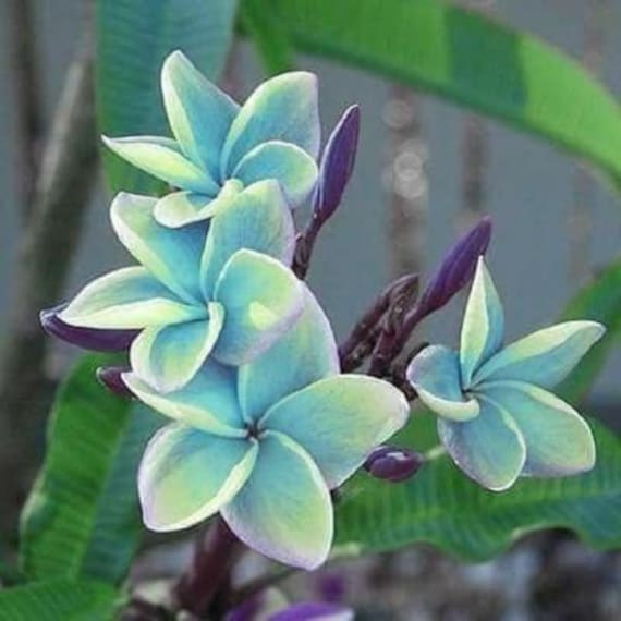 5 Blue Plumeria Seeds Plants Flower Bloom Perennial Seeds Etsy