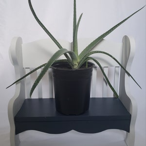 Plant bench stand wooden home decor housewarming gift for her