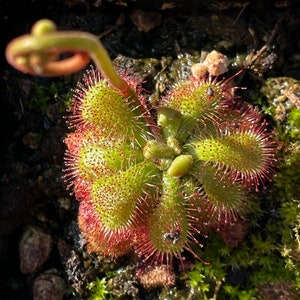 Drosera Spatulata Care | Spoon Leaved Sundew - Carnivorous Plants Guide