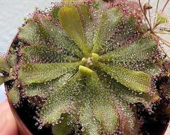 Drosera Hamiltonii, Australian Sundew. Live Carnivorous Plant.
