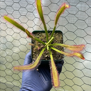 May include: A potted carnivorous sundew plant, featuring long, slender, green leaves with red, sticky tentacles. The plant is in a square green pot, held by a gloved hand. The background is a wire mesh.