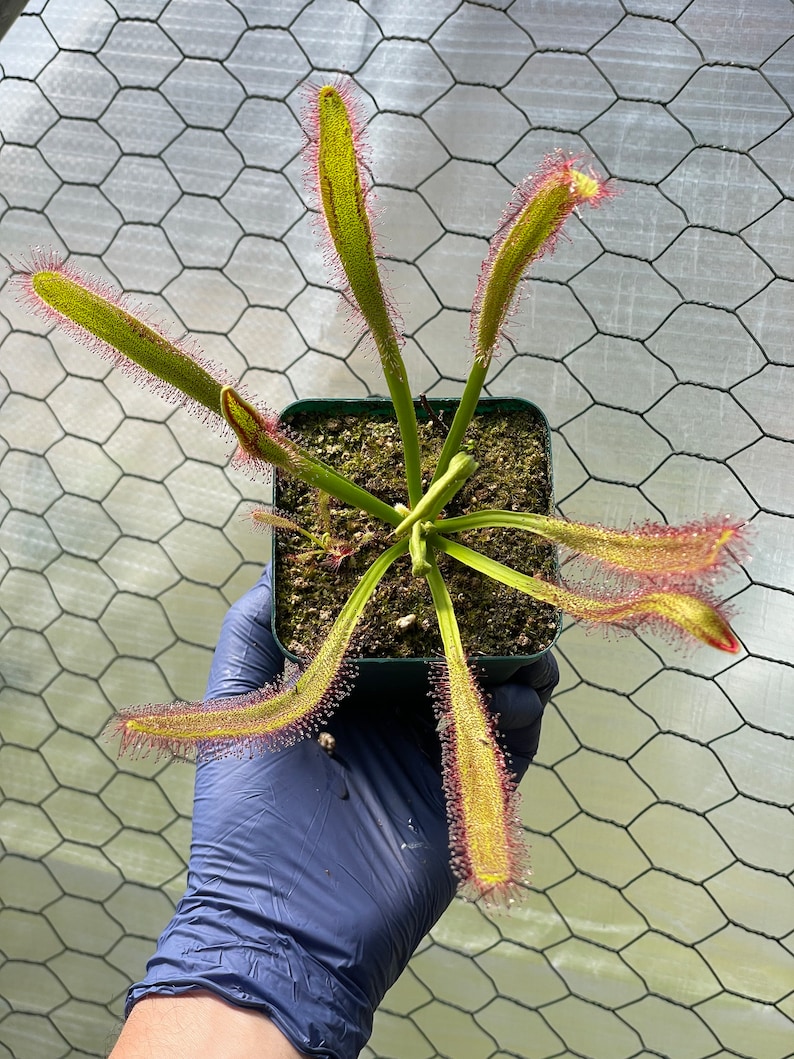 May include: A potted carnivorous sundew plant, featuring long, slender, green leaves with red, sticky tentacles. The plant is in a square green pot, held by a gloved hand. The background is a wire mesh.