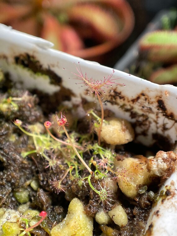 Live Forked Sundew Plant – Drosera Binata Carnivorous Potted Houseplant