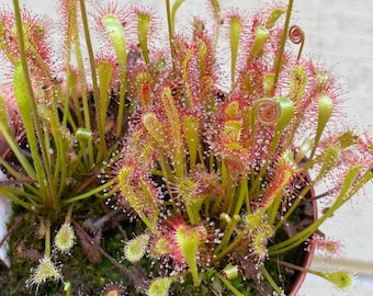 2026 Seeds-Drosera Nidiformis, South African Subtropical Sundew. Carnivorous Plant Seeds.