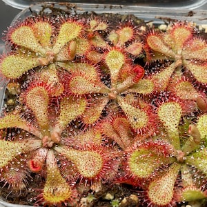 May include: A close-up of a group of carnivorous sundew plants. The plants have red, spiky tentacles and green leaves with dew-like droplets on them.