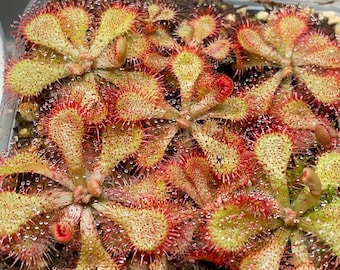 2026 Seeds-Drosera Natalensis, South African, subtropical Sundew. Previously listed as “Spoon Leaf Sundew”.