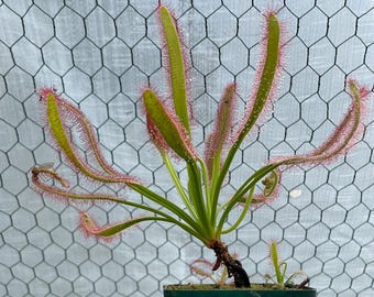Drosera Capensis “Wide Leaf”, South African, Subtropical Sundew. Live Carnivorous Plant.