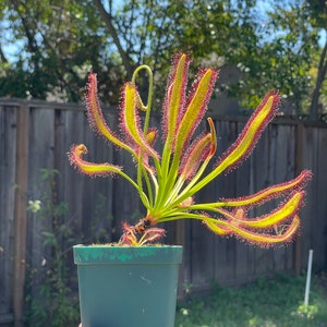 May include: A potted carnivorous sundew plant, featuring long, slender leaves with red, sticky tentacles. The plant has a vibrant green stem and is housed in a dark green plastic pot. The background shows a blurred outdoor scene with a wooden fence and trees.