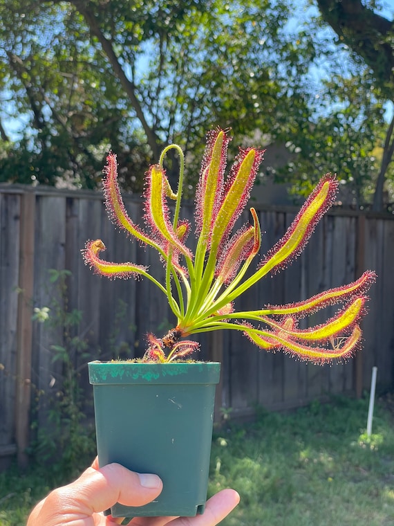 2026 Seeds, D. Capensis Wide-leaf. South African Carnivorous Plant Seeds.