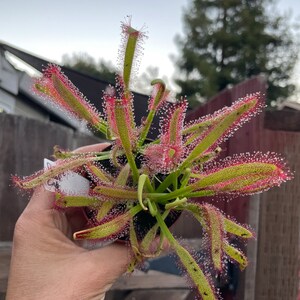 May include: A close-up of a sundew plant with long, green leaves edged in red. The leaves are covered in tiny, glistening droplets. The plant is in a small black pot, and the background is blurred.
