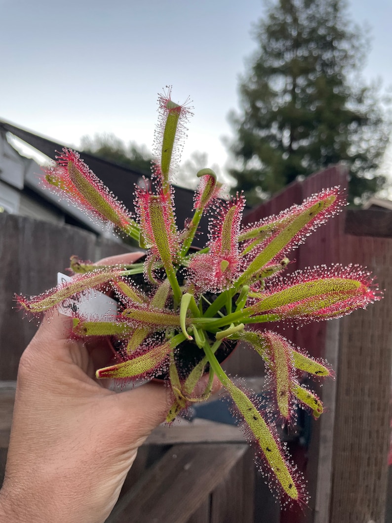 May include: A close-up of a sundew plant with long, green leaves edged in red. The leaves are covered in tiny, glistening droplets. The plant is in a small black pot, and the background is blurred.