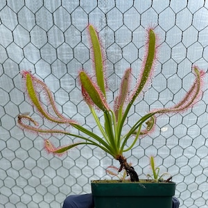 May include: A sundew plant in a green pot, with long, green leaves edged in red, covered in tiny droplets. The plant's leaves are curved and reach outwards. The background is a wire mesh.