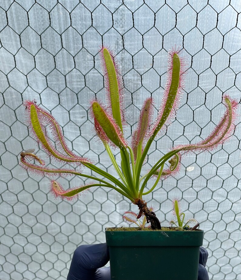 May include: A sundew plant in a green pot, with long, green leaves edged in red, covered in tiny droplets. The plant's leaves are curved and reach outwards. The background is a wire mesh.