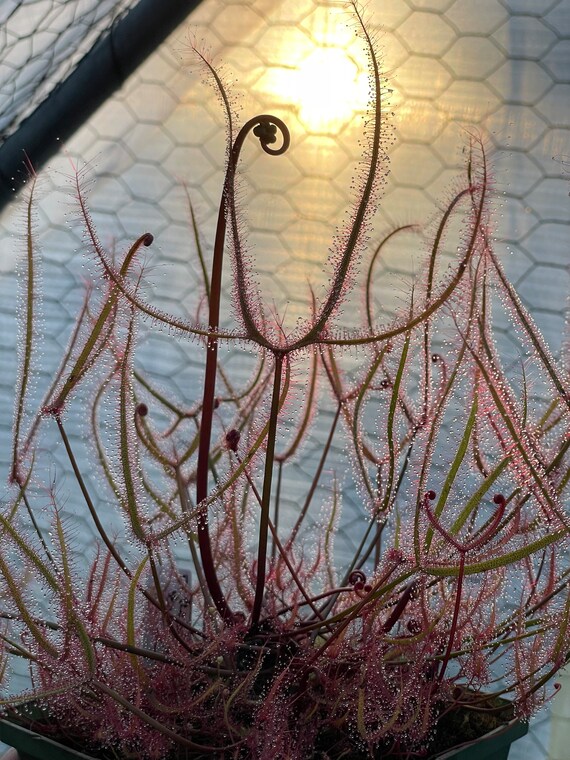 Fresh Seeds-Drosera Binata, “Red”, Forked Leaf Sundew (small form). Carnivorous Plant seeds.