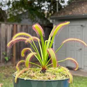 May include: A sundew plant in a green plastic pot. The plant has long, green leaves with red, hair-like structures. The plant is surrounded by moss. The pot is sitting outside in front of a wooden fence and a white shed.