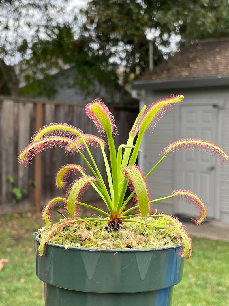 May include: A sundew plant in a green plastic pot. The plant has long, green leaves with red, hair-like structures. The plant is surrounded by moss. The pot is sitting outside in front of a wooden fence and a white shed.