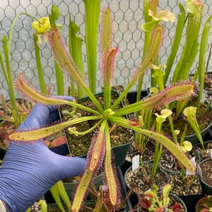 May include: A potted sundew plant with long, slender, green leaves edged in red, covered in tiny, glistening droplets. The plant is held in a gloved hand, with other carnivorous plants in the background. The leaves radiate outwards from a central point.