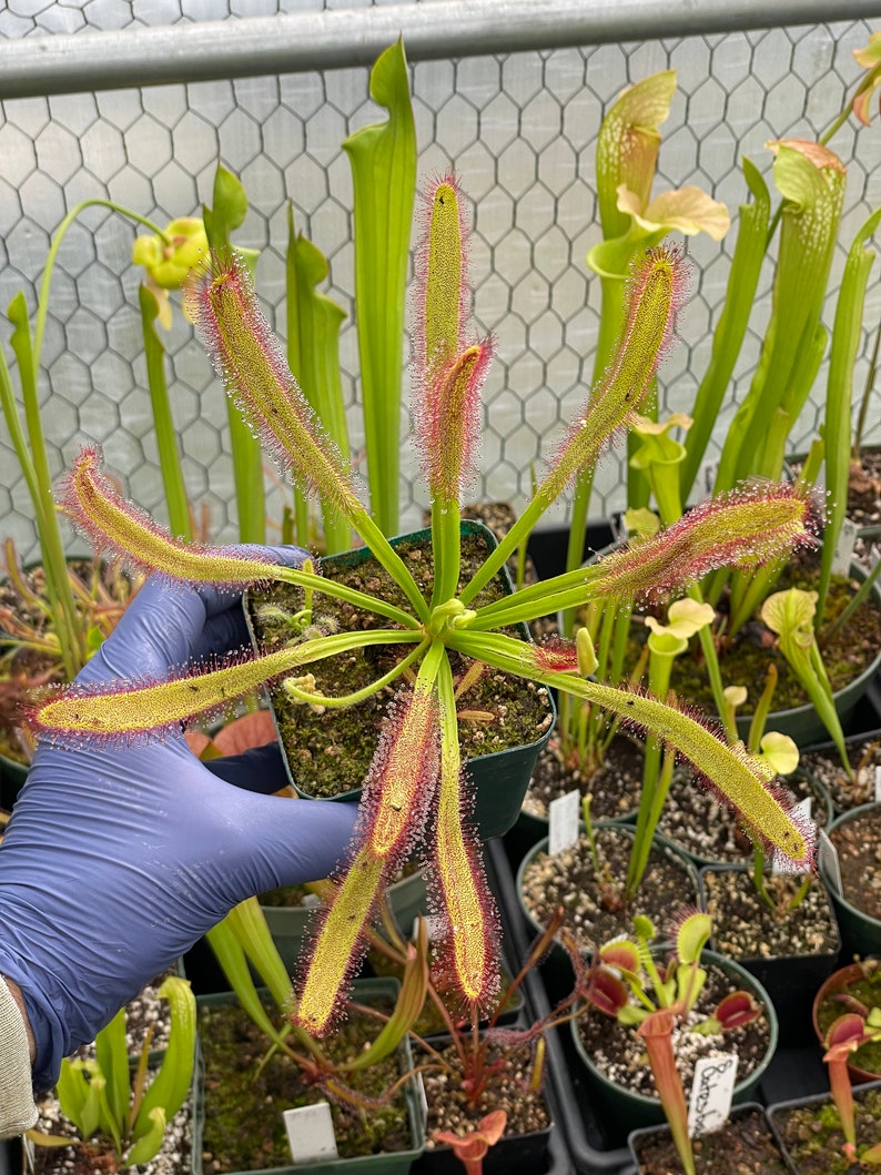 May include: A potted sundew plant with long, slender, green leaves edged in red, covered in tiny, glistening droplets. The plant is held in a gloved hand, with other carnivorous plants in the background. The leaves radiate outwards from a central point.