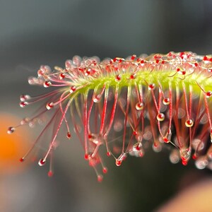 May include: Close-up of a carnivorous plant with vibrant green leaves and delicate red tendrils. Each tendril is tipped with a glistening, water droplet, creating a captivating display of nature's intricate design. The plant's structure is clearly visible.