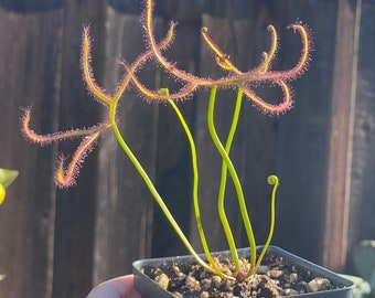 Drosera Binata, Australian Forked-Leaf Sundew. Subtropical Perennial Carnivorous Plant.