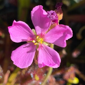 May include: Close-up of a vibrant pink flower with five petals. The flower's center features yellow stamens. The background shows blurred greenery and reddish hues, suggesting a garden setting. The petals have a delicate texture.