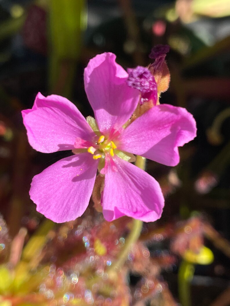 May include: Close-up of a vibrant pink flower with five petals. The flower's center features yellow stamens. The background shows blurred greenery and reddish hues, suggesting a garden setting. The petals have a delicate texture.