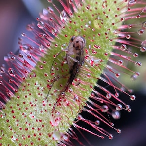 May include: Close-up of a carnivorous plant with a trapped insect. The plant has a green stem covered in red-tipped hairs and small red glands. Water droplets cling to the plant and the insect. The background is blurred.