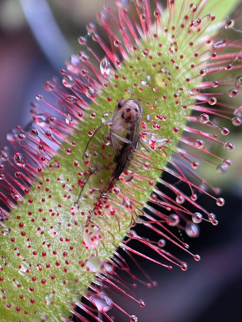 May include: Close-up of a carnivorous plant with a trapped insect. The plant has a green stem covered in red-tipped hairs and small red glands. Water droplets cling to the plant and the insect. The background is blurred.
