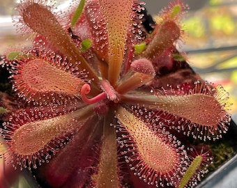 2026 Seeds-Drosera Venusta, South African Subtropical Sundew. Carnivorous Plant Seeds