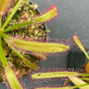May include: Close-up of a sundew plant, a carnivorous plant with long, green leaves covered in tiny, red-tipped tentacles. The leaves are dotted with small, glistening droplets, and the plant is in a black pot.