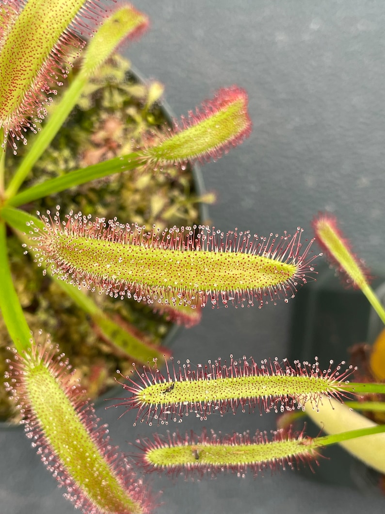 May include: Close-up of a sundew plant, a carnivorous plant with long, green leaves covered in tiny, red-tipped tentacles. The leaves are dotted with small, glistening droplets, and the plant is in a black pot.