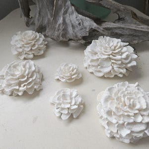 Flores de concha de percebe