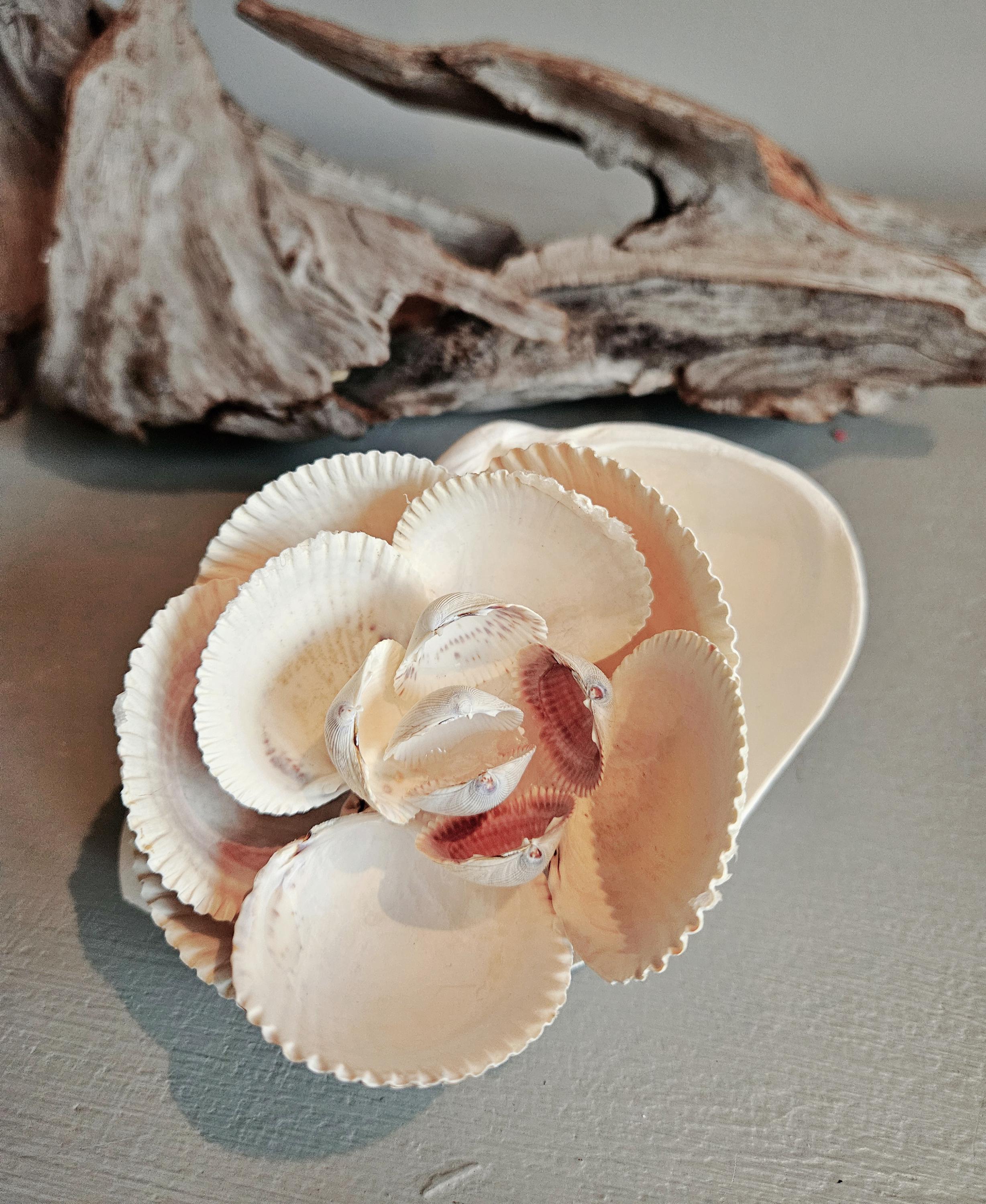 切り花品種の中苗coul♡r shell Cockle Shell Flower in White Clam Shell - Etsy