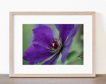 Purple Clematis Wall Art Print, Soft Dreamy Focus, Shabby Chic, Room Décor, Flower photography, Floral Nature