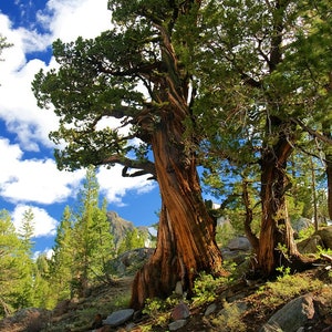 Bristlecone Pine, Ebbetts Pass, Californië Foto afdrukken