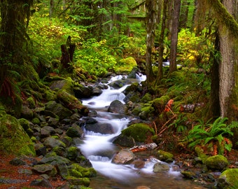 May include: A lush green forest with a small stream flowing through it. The stream is surrounded by moss-covered rocks and trees. The water is clear and flowing quickly.