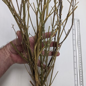 Bundle of 15 Natural Branches/Stems/Twigs in assorted sizes (12&quot; to 24&quot;). Great for art and crafting projects. FREE SHIPPING!