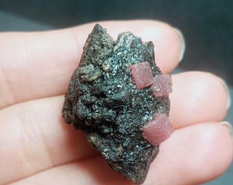 以下が含まれることがあります： 小さな濃い灰色の岩に、2つのピンク色の結晶が埋め込まれています。結晶は正方形で、半透明に見えます。