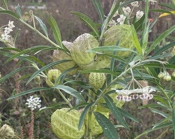 Balloon Milkweed/ Hairy Balls Milkweed- Monarch food source (Gomphocarpus physocarpus)