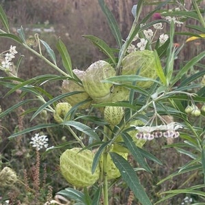 Balloon Milkweed/ Hairy Balls Milkweed- Monarch food source (Gomphocarpus physocarpus)