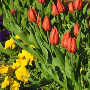 Red Tulips Instant Digital Download Printable Nature Flower Photo Decor