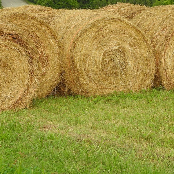 Hay Bales, Farm, Autumn, Digital Download Print, Photo, Instant Download, Fall, October