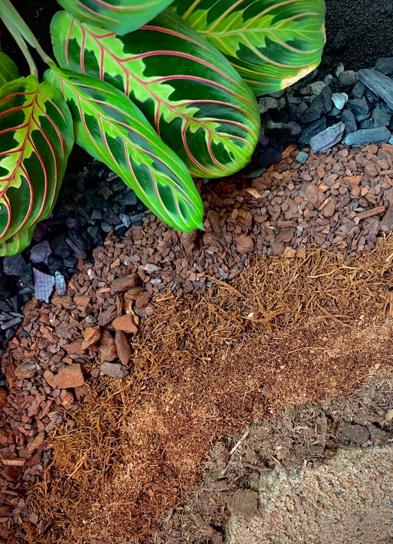 Maranta/Calathea Potting Mix