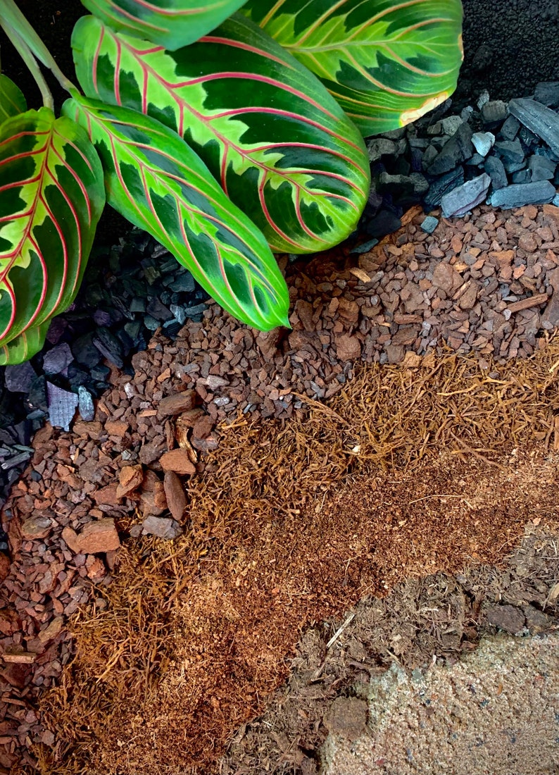 May include: Close-up of a plant with large, green leaves with red veins. The plant is growing in a pot with a layered soil mix, including charcoal, bark, and a brown fibrous material.