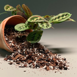 May include: A terracotta pot tipped over, spilling out brown potting soil and white perlite. A green and red patterned houseplant with large leaves is growing out of the pot.