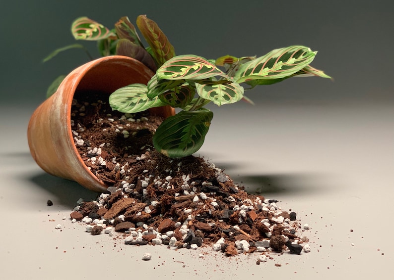 May include: A terracotta pot tipped over, spilling out brown potting soil and white perlite. A green and red patterned houseplant with large leaves is growing out of the pot.