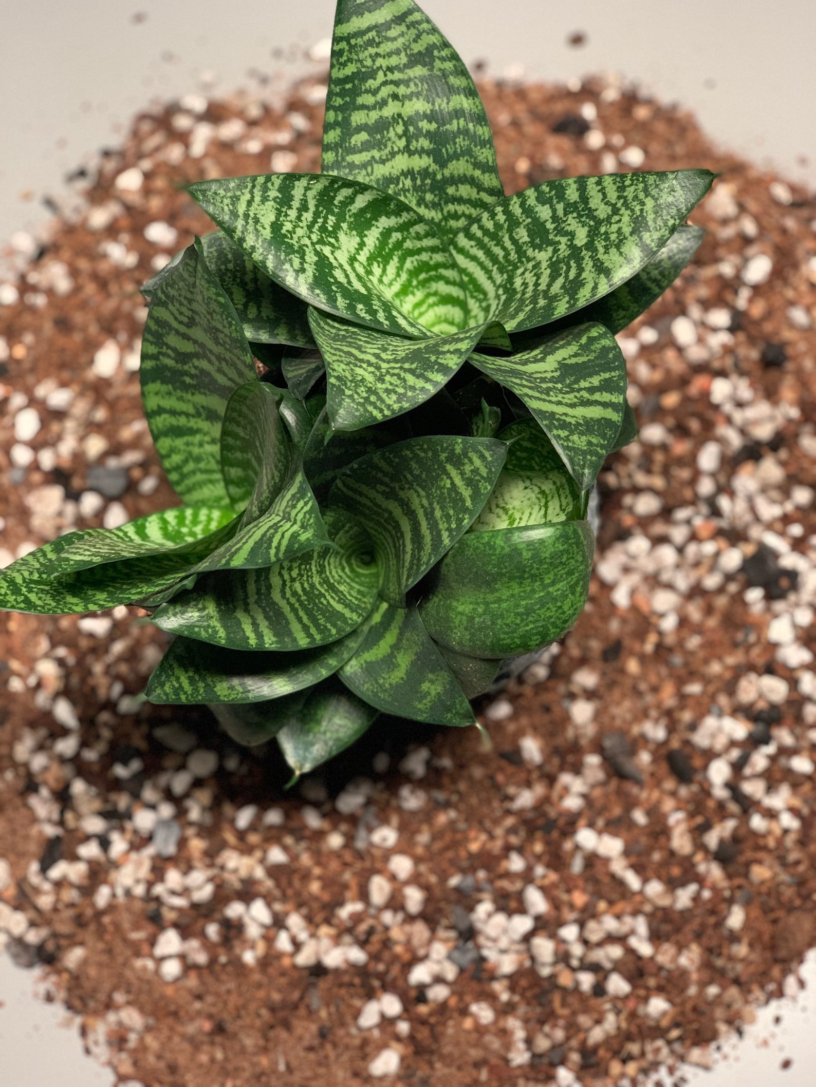 Snake Plant Potting Mix Etsy