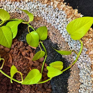 May include: A green vine plant with heart-shaped leaves growing in a variety of soil types, including brown mulch, black soil, and white gravel.